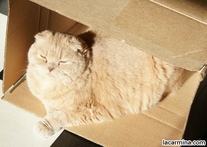 SUNTANNING CAT, SCOTTISH FOLD INSIDE CARDBOARD BOX. HANDMADE DIY TOYS FOR CATS, WHERE TO BUY PET HOUSES. PLAY & VISUAL STIMULATION FOR PET CATS. KITTEN PLAYFUL BEHAVIORS, CARING FOR SCOTTISH FOLD CATS. UNDERSTANDING PET CATS. SILLY FACE CAT, FUNNY LOLCAT PHOTOS, BASIL FARROW.  funny PETS, Scottish Fold cat photos, coupari, what to feed purebred flop eared cats, behavior and personality, funny cute LOLCAT pet photos, silly pet pictures, earless cat, floppy eared scottish folds, playing with pet scottish fold cats, pet cat medical care スコティッシュフォールド,  猫 