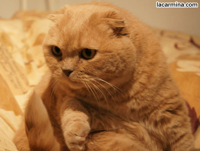 STUFFED TOY PET CAT, SCOTTISH FOLD LOOKING LIKE A JAPANESE SANRIO PLUSH DOLL. FAT FACE KITTY. SILLY FACE CAT, FUNNY LOLCAT PHOTOS, BASIL FARROW.  funny PETS, Scottish Fold cat photos, coupari, what to feed purebred flop eared cats, behavior and personality, funny cute LOLCAT pet photos, silly pet pictures, earless cat, floppy eared scottish folds, playing with pet scottish fold cats, pet cat medical care スコティッシュフォールド,  猫 
