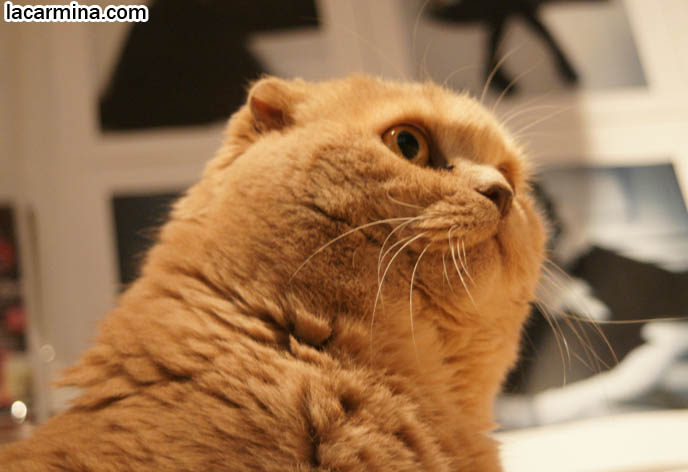 STUFFED TOY PET CAT, SCOTTISH FOLD LOOKING LIKE A JAPANESE SANRIO PLUSH DOLL. FAT FACE KITTY. SILLY FACE CAT, FUNNY LOLCAT PHOTOS, BASIL FARROW.  funny PETS, Scottish Fold cat photos, coupari, what to feed purebred flop eared cats, behavior and personality, funny cute LOLCAT pet photos, silly pet pictures, earless cat, floppy eared scottish folds, playing with pet scottish fold cats, pet cat medical care スコティッシュフォールド,  猫 