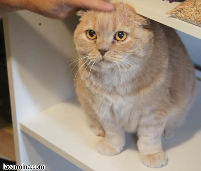 CUTEST BREED OF CAT, PET KITTY POUTING & GIVING PITIFUL CUTE KAWAII LOOK. CAT HUNGRY FOR FOOD. STUFFED TOY PET CAT, SCOTTISH FOLD LOOKING LIKE A JAPANESE SANRIO PLUSH DOLL. FAT FACE KITTY. SILLY FACE CAT, FUNNY LOLCAT PHOTOS, BASIL FARROW. funny PETS, Scottish Fold cat photos, coupari, what to feed purebred flop eared cats, behavior and personality, funny cute LOLCAT pet photos, silly pet pictures, earless cat, floppy eared scottish folds, playing with pet scottish fold cats, pet cat medical care スコティッシュフォールド, 猫