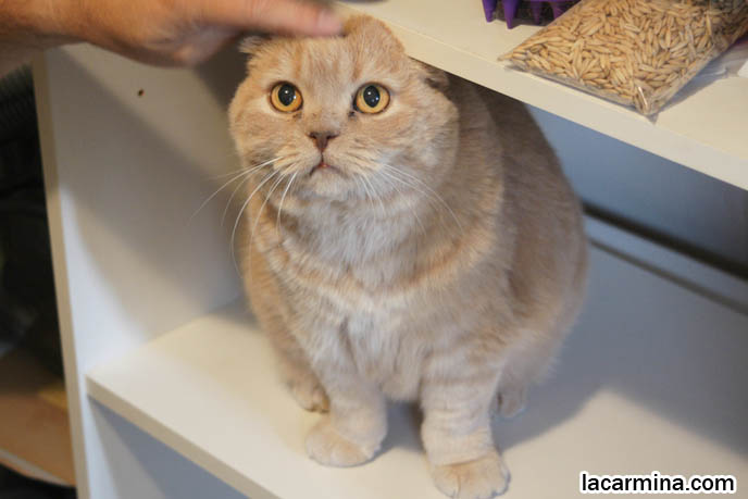 CUTEST BREED OF CAT, PET KITTY POUTING & GIVING PITIFUL CUTE KAWAII LOOK. CAT HUNGRY FOR FOOD. STUFFED TOY PET CAT, SCOTTISH FOLD LOOKING LIKE A JAPANESE SANRIO PLUSH DOLL. FAT FACE KITTY. SILLY FACE CAT, FUNNY LOLCAT PHOTOS, BASIL FARROW. funny PETS, Scottish Fold cat photos, coupari, what to feed purebred flop eared cats, behavior and personality, funny cute LOLCAT pet photos, silly pet pictures, earless cat, floppy eared scottish folds, playing with pet scottish fold cats, pet cat medical care スコティッシュフォールド, 猫