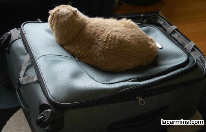 TAKING CATS ON PLANES, TRAVELLING WITH PETS ON FLIGHTS. SCOTTISH FOLD CAT SITTING ON SUITCASE, SAD FACE PET KITTY. CUTE FUNNY PHOTOS OF CAT SITTING ON SUITCASE. CARING FOR SCOTTISH FOLDS, BREED INFORMATION, BREEDERS IN NORTH AMERICA. CUTEST BREED OF CAT, funny PETS, Scottish Fold cat photos, coupari, what to feed purebred flop eared cats, behavior and personality, funny cute LOLCAT pet photos, silly pet pictures, earless cat, floppy eared scottish folds, playing with pet scottish fold cats, pet cat medical care スコティッシュフォールド, 猫