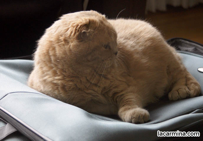 TAKING CATS ON PLANES, TRAVELLING WITH PETS ON FLIGHTS. SCOTTISH FOLD CAT SITTING ON SUITCASE, SAD FACE PET KITTY. CUTE FUNNY PHOTOS OF CAT SITTING ON SUITCASE. CARING FOR SCOTTISH FOLDS, BREED INFORMATION, BREEDERS IN NORTH AMERICA. CUTEST BREED OF CAT, funny PETS, Scottish Fold cat photos, coupari, what to feed purebred flop eared cats, behavior and personality, funny cute LOLCAT pet photos, silly pet pictures, earless cat, floppy eared scottish folds, playing with pet scottish fold cats, pet cat medical care スコティッシュフォールド, 猫