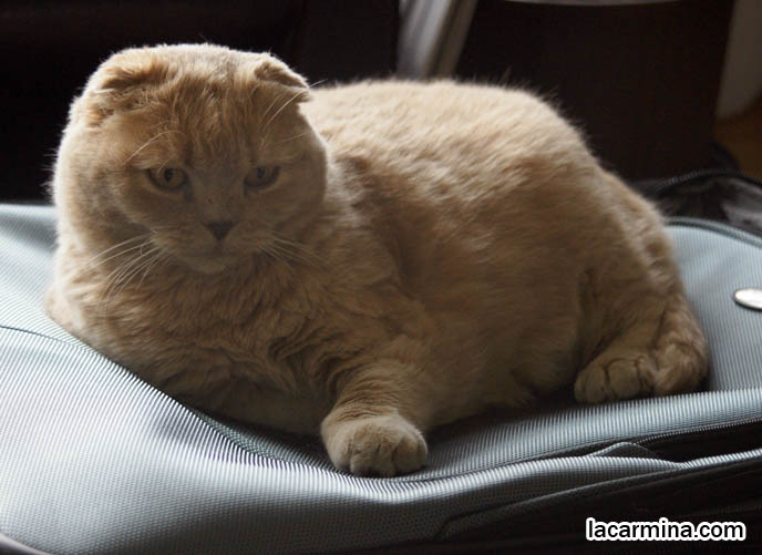 TAKING CATS ON PLANES, TRAVELLING WITH PETS ON FLIGHTS. SCOTTISH FOLD CAT SITTING ON SUITCASE, SAD FACE PET KITTY. CUTE FUNNY PHOTOS OF CAT SITTING ON SUITCASE. CARING FOR SCOTTISH FOLDS, BREED INFORMATION, BREEDERS IN NORTH AMERICA. CUTEST BREED OF CAT, funny PETS, Scottish Fold cat photos, coupari, what to feed purebred flop eared cats, behavior and personality, funny cute LOLCAT pet photos, silly pet pictures, earless cat, floppy eared scottish folds, playing with pet scottish fold cats, pet cat medical care スコティッシュフォールド, 猫