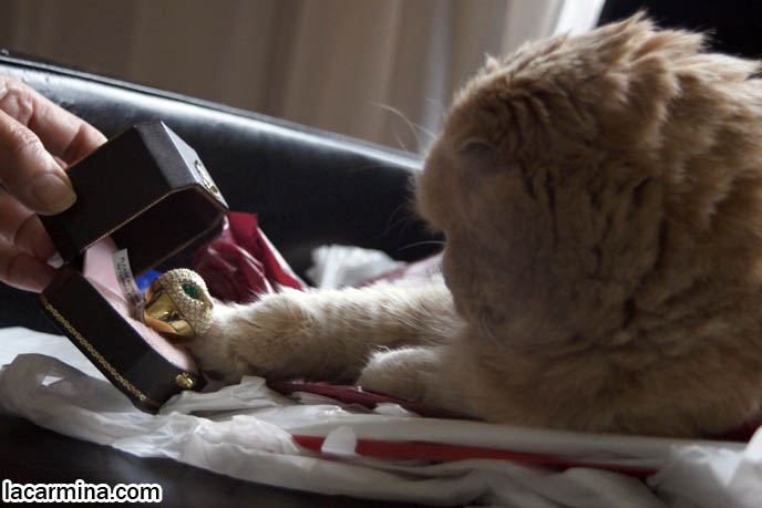 JUICY COUTURE OWL RING, CUTE BIRD FACE JEWELRY & ACCESSORIES. CAT PLAYING WITH DESIGNER RINGS. CARING FOR SCOTTISH FOLDS, BREED INFORMATION, BREEDERS IN NORTH AMERICA. CUTEST BREED OF CAT, funny PETS, Scottish Fold cat photos, coupari, what to feed purebred flop eared cats, behavior and personality, funny cute LOLCAT pet photos, silly pet pictures, earless cat, floppy eared scottish folds, playing with pet scottish fold cats, pet cat medical care スコティッシュフォールド, 猫
