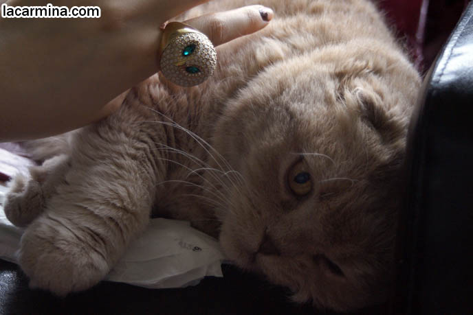 JUICY COUTURE OWL RING, CUTE BIRD FACE JEWELRY & ACCESSORIES. CAT PLAYING WITH DESIGNER RINGS. CARING FOR SCOTTISH FOLDS, BREED INFORMATION, BREEDERS IN NORTH AMERICA. CUTEST BREED OF CAT, funny PETS, Scottish Fold cat photos, coupari, what to feed purebred flop eared cats, behavior and personality, funny cute LOLCAT pet photos, silly pet pictures, earless cat, floppy eared scottish folds, playing with pet scottish fold cats, pet cat medical care スコティッシュフォールド, 猫