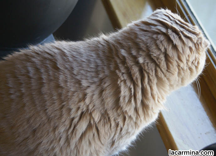 ROUND HEAD CAT, NO EARS SCOTTISH FOLD, FURRY HIND LEGS AND TAIL. MACRO PHOTOS OF PET CAT. LONG HAIRED CAT BREEDS, TYPES OF CATS, RARE BREED AND SPECIAL BREEDERS FOR SCOTTISH FOLD KITTENS. CARING FOR SCOTTISH FOLDS, BREED INFORMATION, BREEDERS IN NORTH AMERICA. CUTEST BREED OF CAT, funny PETS, Scottish Fold cat photos, coupari, what to feed purebred flop eared cats, behavior and personality, funny cute LOLCAT pet photos, silly pet pictures, earless cat, floppy eared scottish folds, playing with pet scottish fold cats, pet cat medical care スコティッシュフォールド,  猫 
