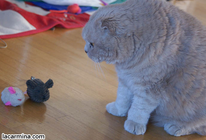 ROUND HEAD CAT, NO EARS SCOTTISH FOLD, FURRY HIND LEGS AND TAIL. MACRO PHOTOS OF PET CAT. LONG HAIRED CAT BREEDS, TYPES OF CATS, RARE BREED AND SPECIAL BREEDERS FOR SCOTTISH FOLD KITTENS. CARING FOR SCOTTISH FOLDS, BREED INFORMATION, BREEDERS IN NORTH AMERICA. CUTEST BREED OF CAT, funny PETS, Scottish Fold cat photos, coupari, what to feed purebred flop eared cats, behavior and personality, funny cute LOLCAT pet photos, silly pet pictures, earless cat, floppy eared scottish folds, playing with pet scottish fold cats, pet cat medical care スコティッシュフォールド,  猫 
