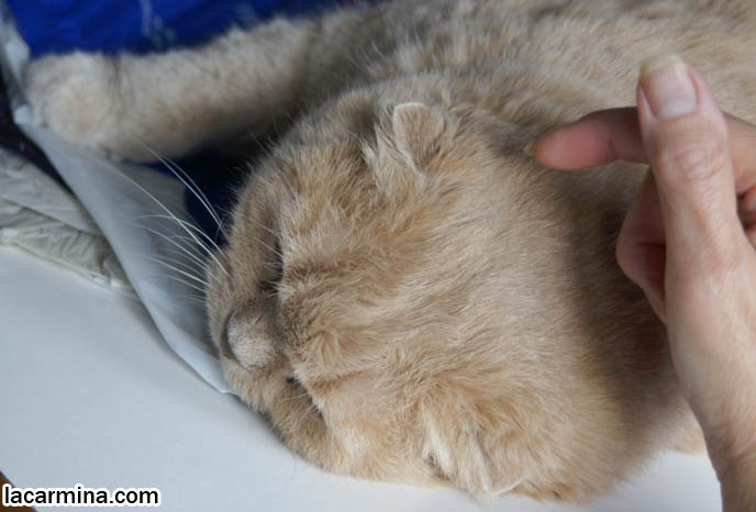BABY LION CUB, CUTEST KITTEN. SCOTTISH FOLD WITH MISSING EARS, LONG WHISKERS CAT BEING PETTED. ROUND HEAD CAT, NO EARS SCOTTISH FOLD, FURRY HIND LEGS AND TAIL.  BREEDERS FOR SCOTTISH FOLD KITTENS. CARING FOR SCOTTISH FOLDS, BREED INFORMATION, BREEDERS IN NORTH AMERICA. CUTEST BREED OF CAT, funny PETS, Scottish Fold cat photos, coupari, what to feed purebred flop eared cats, behavior and personality, funny cute LOLCAT pet photos, silly pet pictures, earless cat, floppy eared scottish folds, playing with pet scottish fold cats, pet cat medical care スコティッシュフォールド,  猫 