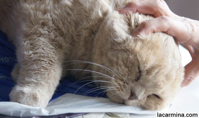 BABY LION CUB, CUTEST KITTEN. SCOTTISH FOLD WITH MISSING EARS, LONG WHISKERS CAT BEING PETTED. ROUND HEAD CAT, NO EARS SCOTTISH FOLD, FURRY HIND LEGS AND TAIL.  BREEDERS FOR SCOTTISH FOLD KITTENS. CARING FOR SCOTTISH FOLDS, BREED INFORMATION, BREEDERS IN NORTH AMERICA. CUTEST BREED OF CAT, funny PETS, Scottish Fold cat photos, coupari, what to feed purebred flop eared cats, behavior and personality, funny cute LOLCAT pet photos, silly pet pictures, earless cat, floppy eared scottish folds, playing with pet scottish fold cats, pet cat medical care スコティッシュフォールド,  猫 