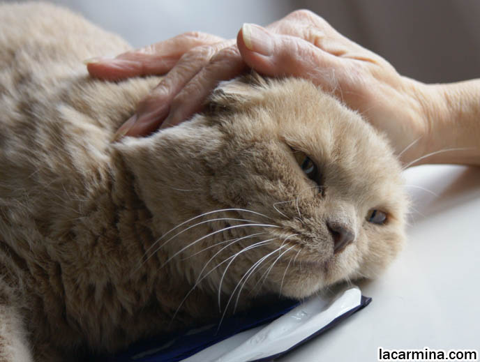 BABY LION CUB, CUTEST KITTEN. SCOTTISH FOLD WITH MISSING EARS, LONG WHISKERS CAT BEING PETTED. ROUND HEAD CAT, NO EARS SCOTTISH FOLD, FURRY HIND LEGS AND TAIL.  BREEDERS FOR SCOTTISH FOLD KITTENS. CARING FOR SCOTTISH FOLDS, BREED INFORMATION, BREEDERS IN NORTH AMERICA. CUTEST BREED OF CAT, funny PETS, Scottish Fold cat photos, coupari, what to feed purebred flop eared cats, behavior and personality, funny cute LOLCAT pet photos, silly pet pictures, earless cat, floppy eared scottish folds, playing with pet scottish fold cats, pet cat medical care スコティッシュフォールド,  猫 