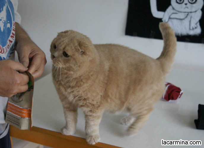ADORABLE PET CAT GRABBING FOOD WITH PAW, SCRATCHING, REACHING FOR KITTY TREATS. BABY LION CUB, CUTEST KITTEN. SCOTTISH FOLD WITH MISSING EARS, LONG WHISKERS CAT BEING PETTED. ROUND HEAD CAT, NO EARS SCOTTISH FOLD, FURRY HIND LEGS AND TAIL.  BREEDERS FOR SCOTTISH FOLD KITTENS. CARING FOR SCOTTISH FOLDS, BREED INFORMATION, BREEDERS IN NORTH AMERICA. CUTEST BREED OF CAT, funny PETS, Scottish Fold cat photos, coupari, what to feed purebred flop eared cats, behavior and personality, funny cute LOLCAT pet photos, silly pet pictures, earless cat, floppy eared scottish folds, playing with pet scottish fold cats, pet cat medical care スコティッシュフォールド,  猫 