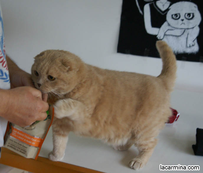 ADORABLE PET CAT GRABBING FOOD WITH PAW, SCRATCHING, REACHING FOR KITTY TREATS. BABY LION CUB, CUTEST KITTEN. SCOTTISH FOLD WITH MISSING EARS, LONG WHISKERS CAT BEING PETTED. ROUND HEAD CAT, NO EARS SCOTTISH FOLD, FURRY HIND LEGS AND TAIL.  BREEDERS FOR SCOTTISH FOLD KITTENS. CARING FOR SCOTTISH FOLDS, BREED INFORMATION, BREEDERS IN NORTH AMERICA. CUTEST BREED OF CAT, funny PETS, Scottish Fold cat photos, coupari, what to feed purebred flop eared cats, behavior and personality, funny cute LOLCAT pet photos, silly pet pictures, earless cat, floppy eared scottish folds, playing with pet scottish fold cats, pet cat medical care スコティッシュフォールド,  猫 