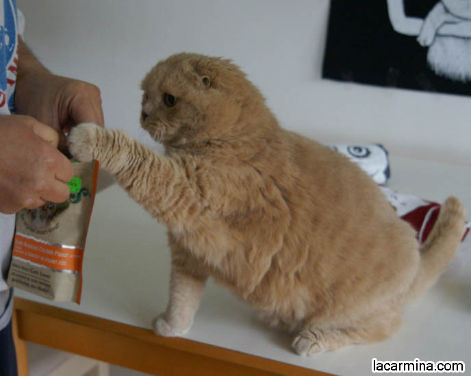ADORABLE PET CAT GRABBING FOOD WITH PAW, SCRATCHING, REACHING FOR KITTY TREATS. BABY LION CUB, CUTEST KITTEN. SCOTTISH FOLD WITH MISSING EARS, LONG WHISKERS CAT BEING PETTED. ROUND HEAD CAT, NO EARS SCOTTISH FOLD, FURRY HIND LEGS AND TAIL.  BREEDERS FOR SCOTTISH FOLD KITTENS. CARING FOR SCOTTISH FOLDS, BREED INFORMATION, BREEDERS IN NORTH AMERICA. CUTEST BREED OF CAT, funny PETS, Scottish Fold cat photos, coupari, what to feed purebred flop eared cats, behavior and personality, funny cute LOLCAT pet photos, silly pet pictures, earless cat, floppy eared scottish folds, playing with pet scottish fold cats, pet cat medical care スコティッシュフォールド,  猫 