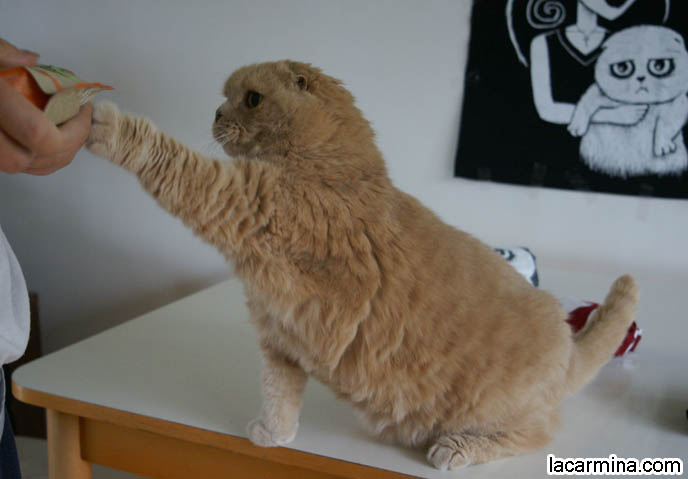 ADORABLE PET CAT GRABBING FOOD WITH PAW, SCRATCHING, REACHING FOR KITTY TREATS. BABY LION CUB, CUTEST KITTEN. SCOTTISH FOLD WITH MISSING EARS, LONG WHISKERS CAT BEING PETTED. ROUND HEAD CAT, NO EARS SCOTTISH FOLD, FURRY HIND LEGS AND TAIL.  BREEDERS FOR SCOTTISH FOLD KITTENS. CARING FOR SCOTTISH FOLDS, BREED INFORMATION, BREEDERS IN NORTH AMERICA. CUTEST BREED OF CAT, funny PETS, Scottish Fold cat photos, coupari, what to feed purebred flop eared cats, behavior and personality, funny cute LOLCAT pet photos, silly pet pictures, earless cat, floppy eared scottish folds, playing with pet scottish fold cats, pet cat medical care スコティッシュフォールド,  猫 