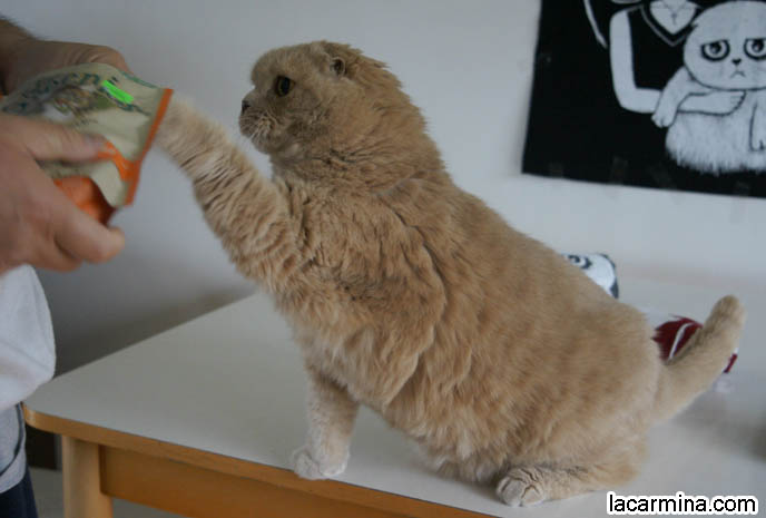 ADORABLE PET CAT GRABBING FOOD WITH PAW, SCRATCHING, REACHING FOR KITTY TREATS. BABY LION CUB, CUTEST KITTEN. SCOTTISH FOLD WITH MISSING EARS, LONG WHISKERS CAT BEING PETTED. ROUND HEAD CAT, NO EARS SCOTTISH FOLD, FURRY HIND LEGS AND TAIL.  BREEDERS FOR SCOTTISH FOLD KITTENS. CARING FOR SCOTTISH FOLDS, BREED INFORMATION, BREEDERS IN NORTH AMERICA. CUTEST BREED OF CAT, funny PETS, Scottish Fold cat photos, coupari, what to feed purebred flop eared cats, behavior and personality, funny cute LOLCAT pet photos, silly pet pictures, earless cat, floppy eared scottish folds, playing with pet scottish fold cats, pet cat medical care スコティッシュフォールド,  猫 