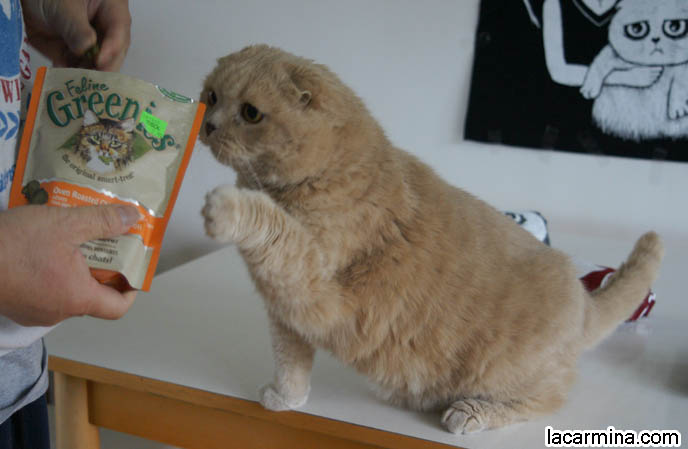 ADORABLE PET CAT GRABBING FOOD WITH PAW, SCRATCHING, REACHING FOR KITTY TREATS. BABY LION CUB, CUTEST KITTEN. SCOTTISH FOLD WITH MISSING EARS, LONG WHISKERS CAT BEING PETTED. ROUND HEAD CAT, NO EARS SCOTTISH FOLD, FURRY HIND LEGS AND TAIL.  BREEDERS FOR SCOTTISH FOLD KITTENS. CARING FOR SCOTTISH FOLDS, BREED INFORMATION, BREEDERS IN NORTH AMERICA. CUTEST BREED OF CAT, funny PETS, Scottish Fold cat photos, coupari, what to feed purebred flop eared cats, behavior and personality, funny cute LOLCAT pet photos, silly pet pictures, earless cat, floppy eared scottish folds, playing with pet scottish fold cats, pet cat medical care スコティッシュフォールド,  猫 