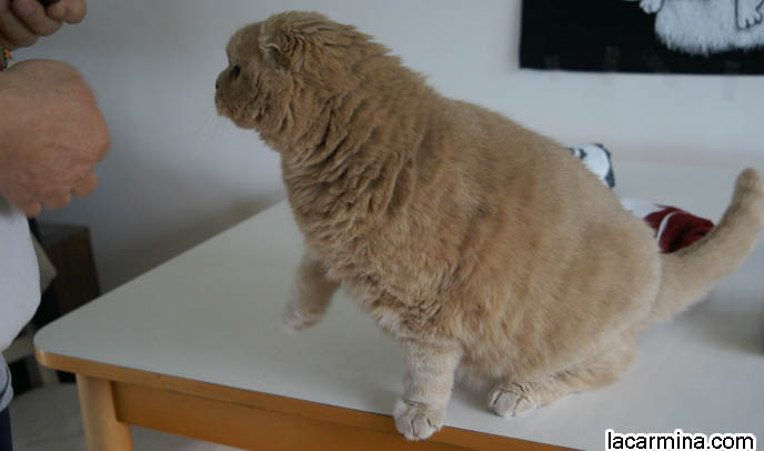 ADORABLE PET CAT GRABBING FOOD WITH PAW, SCRATCHING, REACHING FOR KITTY TREATS. BABY LION CUB, CUTEST KITTEN. SCOTTISH FOLD WITH MISSING EARS, LONG WHISKERS CAT BEING PETTED. ROUND HEAD CAT, NO EARS SCOTTISH FOLD, FURRY HIND LEGS AND TAIL.  BREEDERS FOR SCOTTISH FOLD KITTENS. CARING FOR SCOTTISH FOLDS, BREED INFORMATION, BREEDERS IN NORTH AMERICA. CUTEST BREED OF CAT, funny PETS, Scottish Fold cat photos, coupari, what to feed purebred flop eared cats, behavior and personality, funny cute LOLCAT pet photos, silly pet pictures, earless cat, floppy eared scottish folds, playing with pet scottish fold cats, pet cat medical care スコティッシュフォールド,  猫 