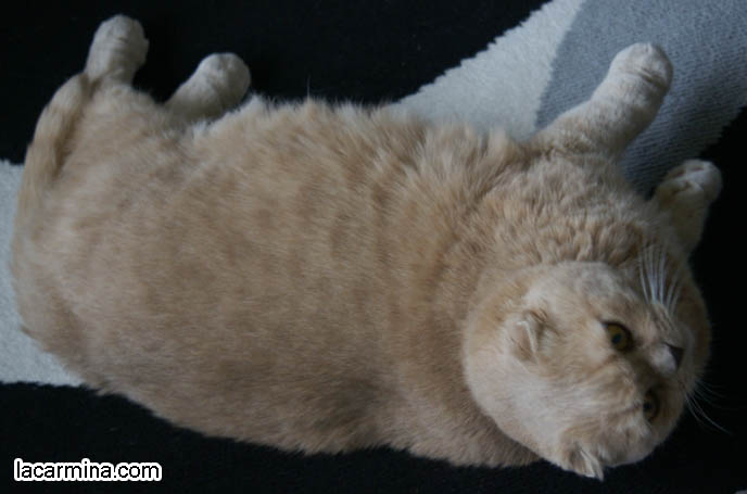SOLID CREAM COLORED YELLOW CAT LYING ON CARPET. FUR COLORS FOR CATS, SCOTTISH FOLD FOLDED-EARED TYPES. ADORABLE PET CAT GRABBING FOOD WITH PAW, SCRATCHING, REACHING FOR KITTY TREATS. BABY LION CUB, CUTEST KITTEN. SCOTTISH FOLD WITH MISSING EARS, LONG WHISKERS CAT BEING PETTED. ROUND HEAD CAT, NO EARS SCOTTISH FOLD,  BREEDERS FOR SCOTTISH FOLD KITTENS. CARING FOR SCOTTISH FOLDS, BREED INFORMATION, BREEDERS IN NORTH AMERICA. CUTEST BREED OF CAT, funny PETS, Scottish Fold cat photos, coupari, what to feed purebred flop eared cats, behavior and personality, funny cute LOLCAT pet photos, silly pet pictures, earless cat, floppy eared scottish folds, playing with pet scottish fold cats, pet cat medical care スコティッシュフォールド,  猫 