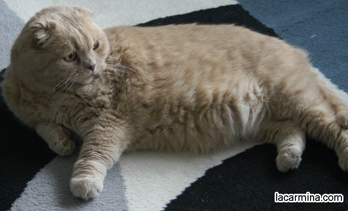 SOLID CREAM COLORED YELLOW CAT LYING ON CARPET. FUR COLORS FOR CATS, SCOTTISH FOLD FOLDED-EARED TYPES. ADORABLE PET CAT GRABBING FOOD WITH PAW, SCRATCHING, REACHING FOR KITTY TREATS. BABY LION CUB, CUTEST KITTEN. SCOTTISH FOLD WITH MISSING EARS, LONG WHISKERS CAT BEING PETTED. ROUND HEAD CAT, NO EARS SCOTTISH FOLD,  BREEDERS FOR SCOTTISH FOLD KITTENS. CARING FOR SCOTTISH FOLDS, BREED INFORMATION, BREEDERS IN NORTH AMERICA. CUTEST BREED OF CAT, funny PETS, Scottish Fold cat photos, coupari, what to feed purebred flop eared cats, behavior and personality, funny cute LOLCAT pet photos, silly pet pictures, earless cat, floppy eared scottish folds, playing with pet scottish fold cats, pet cat medical care スコティッシュフォールド,  猫 