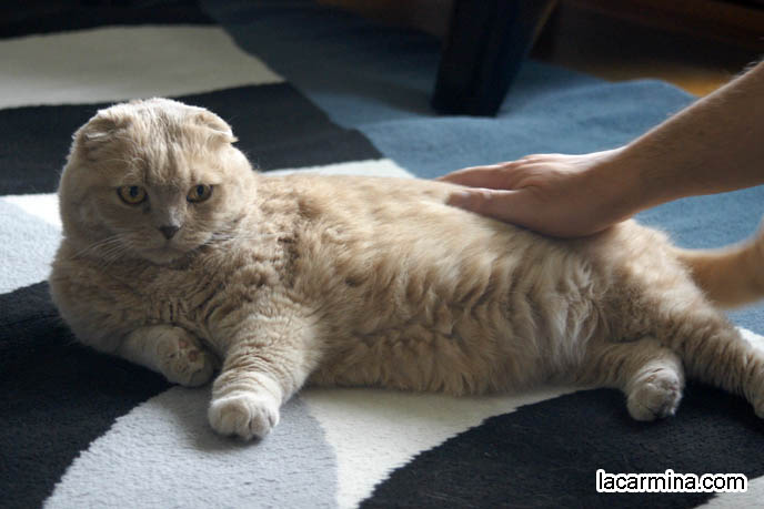 SOLID CREAM COLORED YELLOW CAT LYING ON CARPET. FUR COLORS FOR CATS, SCOTTISH FOLD FOLDED-EARED TYPES. ADORABLE PET CAT GRABBING FOOD WITH PAW, SCRATCHING, REACHING FOR KITTY TREATS. BABY LION CUB, CUTEST KITTEN. SCOTTISH FOLD WITH MISSING EARS, LONG WHISKERS CAT BEING PETTED. ROUND HEAD CAT, NO EARS SCOTTISH FOLD,  BREEDERS FOR SCOTTISH FOLD KITTENS. CARING FOR SCOTTISH FOLDS, BREED INFORMATION, BREEDERS IN NORTH AMERICA. CUTEST BREED OF CAT, funny PETS, Scottish Fold cat photos, coupari, what to feed purebred flop eared cats, behavior and personality, funny cute LOLCAT pet photos, silly pet pictures, earless cat, floppy eared scottish folds, playing with pet scottish fold cats, pet cat medical care スコティッシュフォールド,  猫 