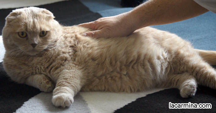 SOLID CREAM COLORED YELLOW CAT LYING ON CARPET. FUR COLORS FOR CATS, SCOTTISH FOLD FOLDED-EARED TYPES. ADORABLE PET CAT GRABBING FOOD WITH PAW, SCRATCHING, REACHING FOR KITTY TREATS. BABY LION CUB, CUTEST KITTEN. SCOTTISH FOLD WITH MISSING EARS, LONG WHISKERS CAT BEING PETTED. ROUND HEAD CAT, NO EARS SCOTTISH FOLD,  BREEDERS FOR SCOTTISH FOLD KITTENS. CARING FOR SCOTTISH FOLDS, BREED INFORMATION, BREEDERS IN NORTH AMERICA. CUTEST BREED OF CAT, funny PETS, Scottish Fold cat photos, coupari, what to feed purebred flop eared cats, behavior and personality, funny cute LOLCAT pet photos, silly pet pictures, earless cat, floppy eared scottish folds, playing with pet scottish fold cats, pet cat medical care スコティッシュフォールド,  猫 