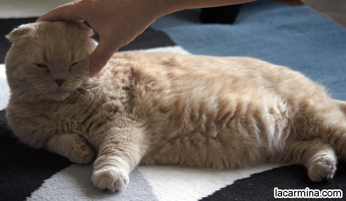 SOLID CREAM COLORED YELLOW CAT LYING ON CARPET. FUR COLORS FOR CATS, SCOTTISH FOLD FOLDED-EARED TYPES. ADORABLE PET CAT GRABBING FOOD WITH PAW, SCRATCHING, REACHING FOR KITTY TREATS. BABY LION CUB, CUTEST KITTEN. SCOTTISH FOLD WITH MISSING EARS, LONG WHISKERS CAT BEING PETTED. ROUND HEAD CAT, NO EARS SCOTTISH FOLD,  BREEDERS FOR SCOTTISH FOLD KITTENS. CARING FOR SCOTTISH FOLDS, BREED INFORMATION, BREEDERS IN NORTH AMERICA. CUTEST BREED OF CAT, funny PETS, Scottish Fold cat photos, coupari, what to feed purebred flop eared cats, behavior and personality, funny cute LOLCAT pet photos, silly pet pictures, earless cat, floppy eared scottish folds, playing with pet scottish fold cats, pet cat medical care スコティッシュフォールド,  猫 