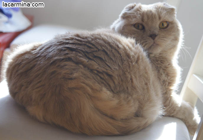 YELLOW FURRY GARFIELD PET CAT, CURLED UP IN A BALL ON A CHAIR, PAWS DANGLING. INNOCENT FACE KITTY. cute Scottish Fold cat, cutest scottish fold kittens and cats, スコティッシュフォールド,  猫 