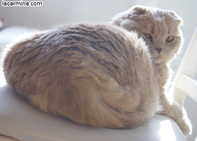 YELLOW FURRY GARFIELD PET CAT, CURLED UP IN A BALL ON A CHAIR, PAWS DANGLING. INNOCENT FACE KITTY. cute Scottish Fold cat, cutest scottish fold kittens and cats, スコティッシュフォールド,  猫 