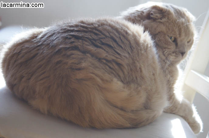 YELLOW FURRY GARFIELD PET CAT, CURLED UP IN A BALL ON A CHAIR, PAWS DANGLING. INNOCENT FACE KITTY. cute Scottish Fold cat, cutest scottish fold kittens and cats, スコティッシュフォールド,  猫 