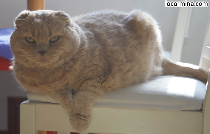 CAT SITTING POSITIONS. FAT CUTEST SCOTTISH FOLD KITTEN, CURLED UP WITH ONE PAW EXTENDED. YELLOW FURRY GARFIELD PET CAT, CURLED UP IN A BALL ON A CHAIR, PAWS DANGLING. INNOCENT FACE KITTY. cute Scottish Fold cat, cutest scottish fold kittens and cats, スコティッシュフォールド,  猫 