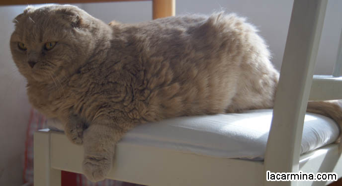 CAT SITTING POSITIONS. FAT CUTEST SCOTTISH FOLD KITTEN, CURLED UP WITH ONE PAW EXTENDED. YELLOW FURRY GARFIELD PET CAT, CURLED UP IN A BALL ON A CHAIR, PAWS DANGLING. INNOCENT FACE KITTY. cute Scottish Fold cat, cutest scottish fold kittens and cats, スコティッシュフォールド,  猫 