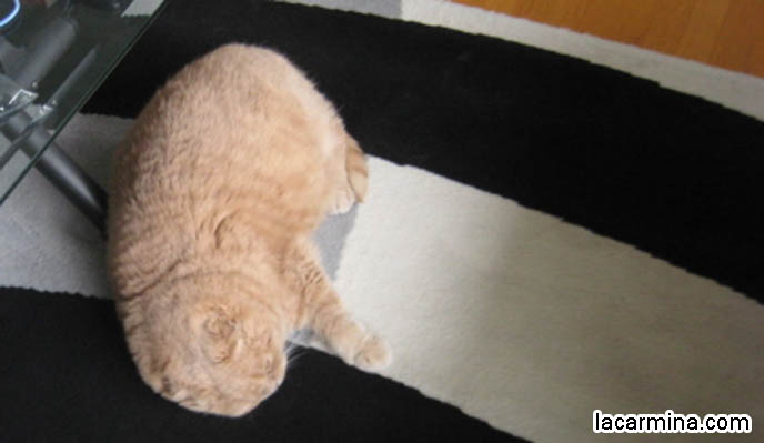 BIG FURRY INDOOR CAT LYING ON CARPET, SILLY PET PHOTOS, SCOTTISH FOLD LOLCAT. BABY FACE KITTY. cute Scottish Fold cat, cutest scottish fold kittens and cats, スコティッシュフォールド,  猫 