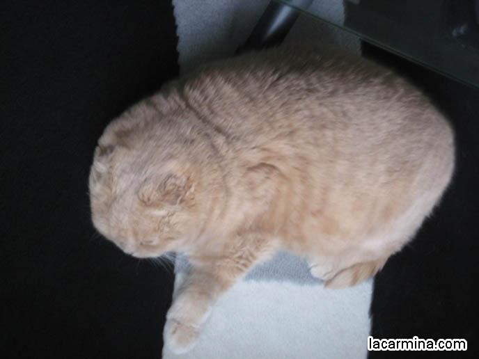 BIG FURRY INDOOR CAT LYING ON CARPET, SILLY PET PHOTOS, SCOTTISH FOLD LOLCAT. BABY FACE KITTY. cute Scottish Fold cat, cutest scottish fold kittens and cats, スコティッシュフォールド,  猫 