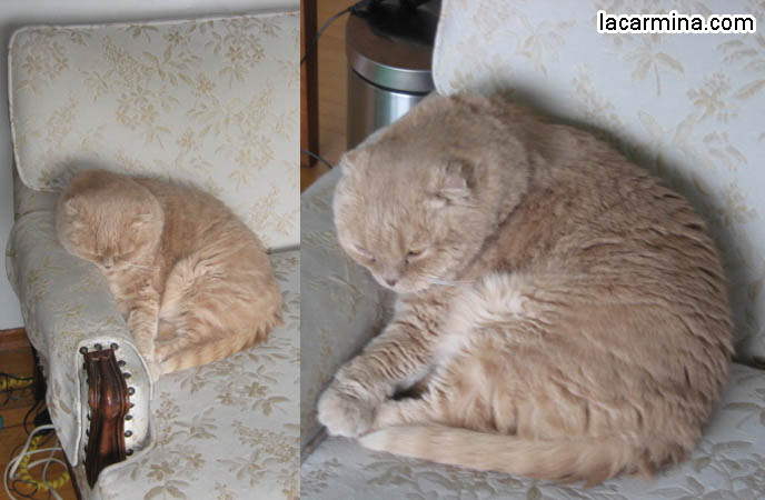 BIG FURRY INDOOR CAT LYING ON CARPET, SILLY PET PHOTOS, SCOTTISH FOLD LOLCAT. BABY FACE KITTY. cute Scottish Fold cat, cutest scottish fold kittens and cats, スコティッシュフォールド,  猫 