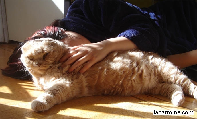 CRAZY CAT LADY PHOTOS. PET KITTY SNUGGLING WITH OWNER, TAME CUDDLY CATS SLEEPING ON GROUND, SUNTANNING. BIG FURRY INDOOR CAT LYING ON CARPET, SILLY PET PHOTOS, SCOTTISH FOLD LOLCAT. BABY FACE KITTY. cute Scottish Fold cat, cutest scottish fold kittens and cats, スコティッシュフォールド,  猫 