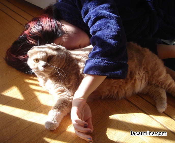 CRAZY CAT LADY PHOTOS. PET KITTY SNUGGLING WITH OWNER, TAME CUDDLY CATS SLEEPING ON GROUND, SUNTANNING. BIG FURRY INDOOR CAT LYING ON CARPET, SILLY PET PHOTOS, SCOTTISH FOLD LOLCAT. BABY FACE KITTY. cute Scottish Fold cat, cutest scottish fold kittens and cats, スコティッシュフォールド,  猫 