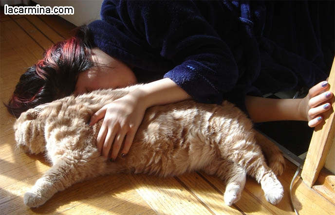 CRAZY CAT LADY PHOTOS. PET KITTY SNUGGLING WITH OWNER, TAME CUDDLY CATS SLEEPING ON GROUND, SUNTANNING. BIG FURRY INDOOR CAT LYING ON CARPET, SILLY PET PHOTOS, SCOTTISH FOLD LOLCAT. BABY FACE KITTY. cute Scottish Fold cat, cutest scottish fold kittens and cats, スコティッシュフォールド,  猫 