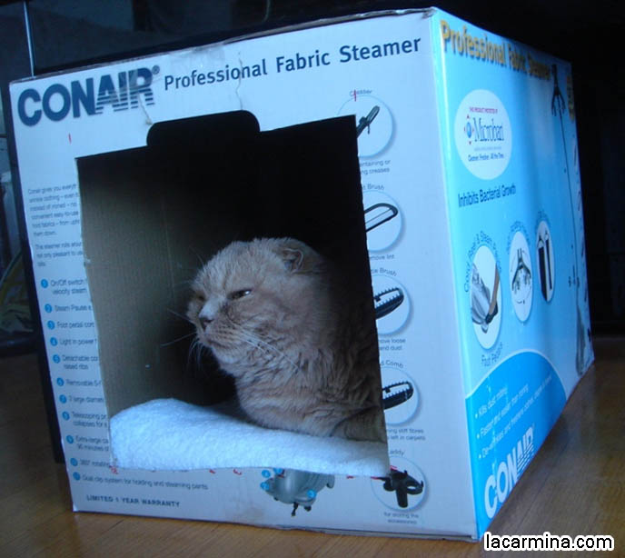 YOUTUBE STAR SCOTTISH FOLD CAT IN A BOX! SILLY FUNNY FLOP-EARED KITTY INSIDE CARDBOARD HOUSE. BEST CAT PICTURES, SILLY PET PHOTOS, SCOTTISH FOLD LOLCAT. BABY FACE KITTY. cute Scottish Fold cat, cutest scottish fold kittens and cats, スコティッシュフォールド,  猫 