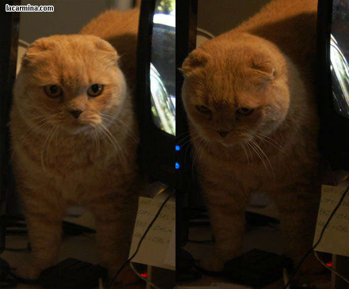COMPUTER CAT! WHY CATS LIKE SITTING ON MONITOR SCREENS, DESKTOP COMPUTERS. CUTE EXPRESSION ON CAT'S FACE, INNOCENT EYES CAT WANTING ATTENTION, FUNNY KITTEN PHOTOS. BEST CAT PICTURES, SILLY PET PHOTOS, SCOTTISH FOLD LOLCAT. BABY FACE KITTY. cute Scottish Fold cat, cutest scottish fold kittens and cats, スコティッシュフォールド,  猫 
