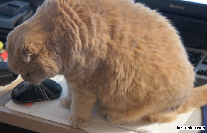 CATS LOVE COMPUTERS. SILLY LOLCAT SITTING ON DESK, ON TOP OF PAPERS, NEAR TV AND DESKTOP MONITOR. COMPUTER CAT! WHY CATS LIKE SITTING ON MONITOR SCREENS, DESKTOP COMPUTERS. CUTE EXPRESSION ON CAT'S FACE, BEST CAT PICTURES, SILLY PET PHOTOS, SCOTTISH FOLD LOLCAT. cute Scottish Fold cat, cutest scottish fold kittens and cats, スコティッシュフォールド,  猫 