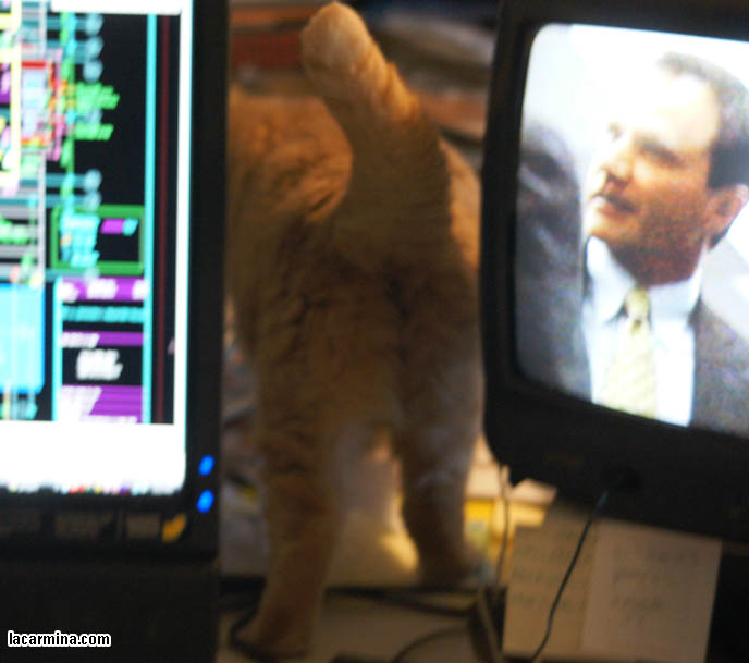 CATS LOVE COMPUTERS. SILLY LOLCAT SITTING ON DESK, ON TOP OF PAPERS, NEAR TV AND DESKTOP MONITOR. COMPUTER CAT! WHY CATS LIKE SITTING ON MONITOR SCREENS, DESKTOP COMPUTERS. CUTE EXPRESSION ON CAT'S FACE, BEST CAT PICTURES, SILLY PET PHOTOS, SCOTTISH FOLD LOLCAT. cute Scottish Fold cat, cutest scottish fold kittens and cats, スコティッシュフォールド,  猫 