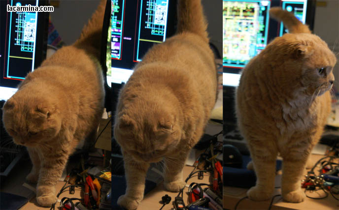 COMPUTER CAT! WHY CATS LIKE SITTING ON MONITOR SCREENS, DESKTOP COMPUTERS. CUTE EXPRESSION ON CAT'S FACE, INNOCENT EYES CAT WANTING ATTENTION, FUNNY KITTEN PHOTOS. BEST CAT PICTURES, SILLY PET PHOTOS, SCOTTISH FOLD LOLCAT. BABY FACE KITTY. cute Scottish Fold cat, cutest scottish fold kittens and cats, スコティッシュフォールド,  猫 