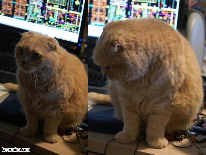 COMPUTER CAT! WHY CATS LIKE SITTING ON MONITOR SCREENS, DESKTOP COMPUTERS. CUTE EXPRESSION ON CAT'S FACE, INNOCENT EYES CAT WANTING ATTENTION, FUNNY KITTEN PHOTOS. BEST CAT PICTURES, SILLY PET PHOTOS, SCOTTISH FOLD LOLCAT. BABY FACE KITTY. cute Scottish Fold cat, cutest scottish fold kittens and cats, スコティッシュフォールド,  猫 
