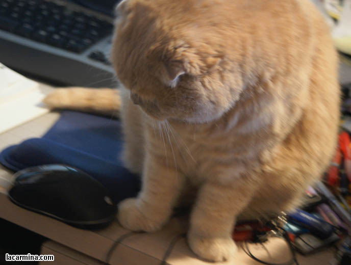 COMPUTER CAT! WHY CATS LIKE SITTING ON MONITOR SCREENS, DESKTOP COMPUTERS. CUTE EXPRESSION ON CAT'S FACE, INNOCENT EYES CAT WANTING ATTENTION, FUNNY KITTEN PHOTOS. BEST CAT PICTURES, SILLY PET PHOTOS, SCOTTISH FOLD LOLCAT. BABY FACE KITTY. cute Scottish Fold cat, cutest scottish fold kittens and cats, スコティッシュフォールド,  猫 
