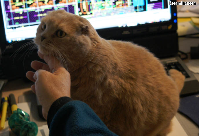 CATS LOVE COMPUTERS. SILLY LOLCAT SITTING ON DESK, ON TOP OF PAPERS, NEAR TV AND DESKTOP MONITOR. COMPUTER CAT! WHY CATS LIKE SITTING ON MONITOR SCREENS, DESKTOP COMPUTERS. CUTE EXPRESSION ON CAT'S FACE, BEST CAT PICTURES, SILLY PET PHOTOS, SCOTTISH FOLD LOLCAT. cute Scottish Fold cat, cutest scottish fold kittens and cats, スコティッシュフォールド,  猫 