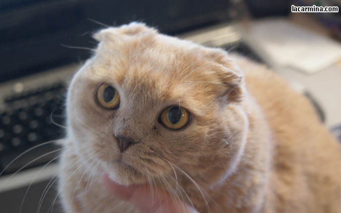 CATS LOVE COMPUTERS. SILLY LOLCAT SITTING ON DESK, ON TOP OF PAPERS, NEAR TV AND DESKTOP MONITOR. COMPUTER CAT! WHY CATS LIKE SITTING ON MONITOR SCREENS, DESKTOP COMPUTERS. CUTE EXPRESSION ON CAT'S FACE, BEST CAT PICTURES, SILLY PET PHOTOS, SCOTTISH FOLD LOLCAT. cute Scottish Fold cat, cutest scottish fold kittens and cats, スコティッシュフォールド,  猫 