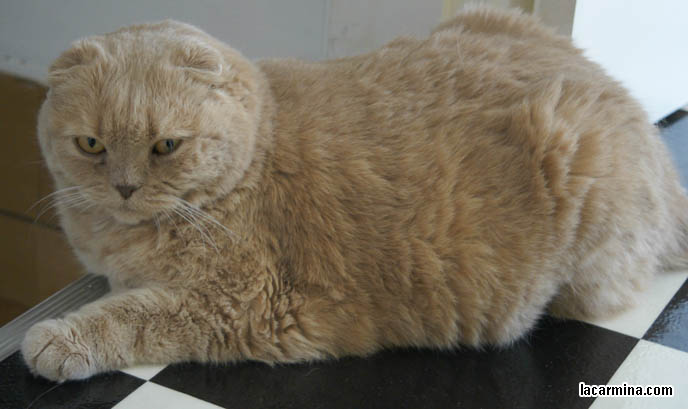 CUTE ADORABLE SWEET PET CAT ON TOP OF STAIRCASE, SITTING ON LEDGE AND STEPS, LAZY CAT. CAT WITH NO EARS, CHEWED OFF MISSING EARS. TIGHTLY FOLDED FLOP-EARED SPECIAL BREED, PUREBRED SCOTTISH FOLDS. cute Scottish Fold cat, cutest scottish fold kittens and cats, スコティッシュフォールド,  猫 