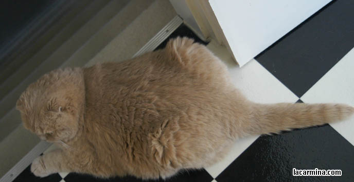 CUTE ADORABLE SWEET PET CAT ON TOP OF STAIRCASE, SITTING ON LEDGE AND STEPS, LAZY CAT. CAT WITH NO EARS, CHEWED OFF MISSING EARS. TIGHTLY FOLDED FLOP-EARED SPECIAL BREED, PUREBRED SCOTTISH FOLDS. cute Scottish Fold cat, cutest scottish fold kittens and cats, スコティッシュフォールド,  猫 