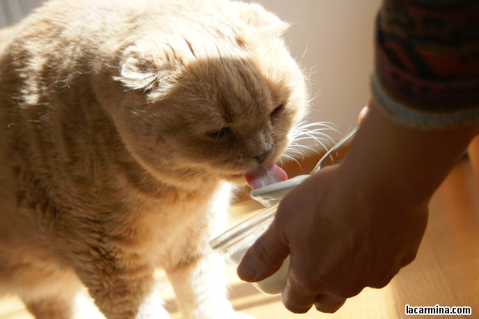 Feeding cats yogurt for digestion, stomach health